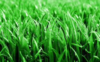 Grass